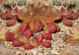 Tanquana prismatica rare rock mesembs exotic succulent cactus fig seed 100 SEEDS - £13.53 GBP