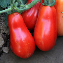 SHIP FROM US 100 SEEDS - SAN MARZANO TOMATO TALL VINES - HEIRLOOM, NON-G... - £13.13 GBP