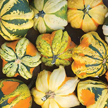 25+ Daisy Gourd Squash Seeds For Garden Planting - USA - ! - $6.30