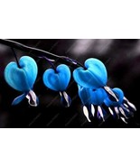 100 Pcs Bag Dicentra Spectabilis Seeds Bleeding Heart Classic Cottage Pl... - $21.07 CAD