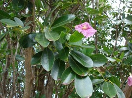 SG Pink Poui Flowering Trumpet (Tabebuia rosea) 20 seeds - $3.80