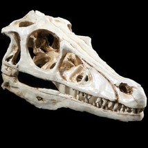 RAPTOR SKULL RESIN FOSSIL MODEL TOOTH VELOCIRAPTOR DINOSAUR T-REX REPLIC... - $29.85