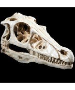 RAPTOR SKULL RESIN FOSSIL MODEL TOOTH VELOCIRAPTOR DINOSAUR T-REX REPLIC... - $29.85