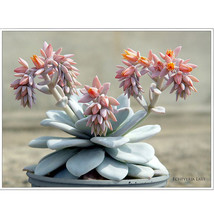 Aql 20 Of Echeveria Laui Succulents Garden Plants - Seeds - £11.61 GBP