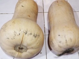 30 Butternut Squash, Winter Waltham , Organic Seeds, Fresh, Us Grower Fr... - $6.50