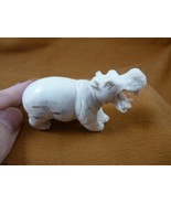 (hippo-w19) little Hippo of shed ANTLER figurine Bali detailed love wild... - $150.52