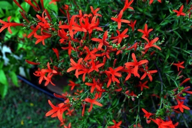 Hummingbird Strub FMG Hummingbird Shrub Anisacanthus Quadrifidus Wrightii 10 Seeds ...
