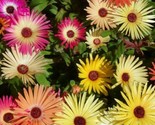 Ice Plant Flower Seeds 2000 Mixed Color Annual Livingstone Daisy Fast Sh... - $8.99