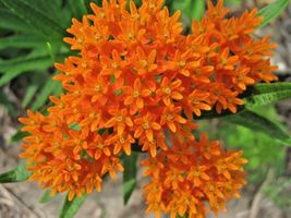 50 Orange Butterfly Weed Seeds Native Wildflower Container Garden Heat Cold Easy - £9.42 GBP