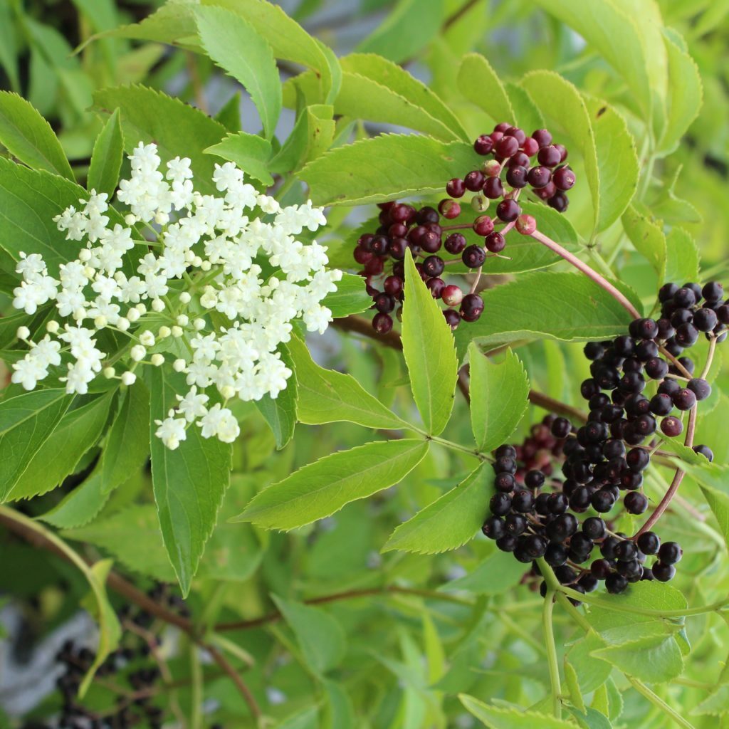 Sambucus Canadensis American Elderberry Shrub 5 seeds Fresh Gardening - $17.96
