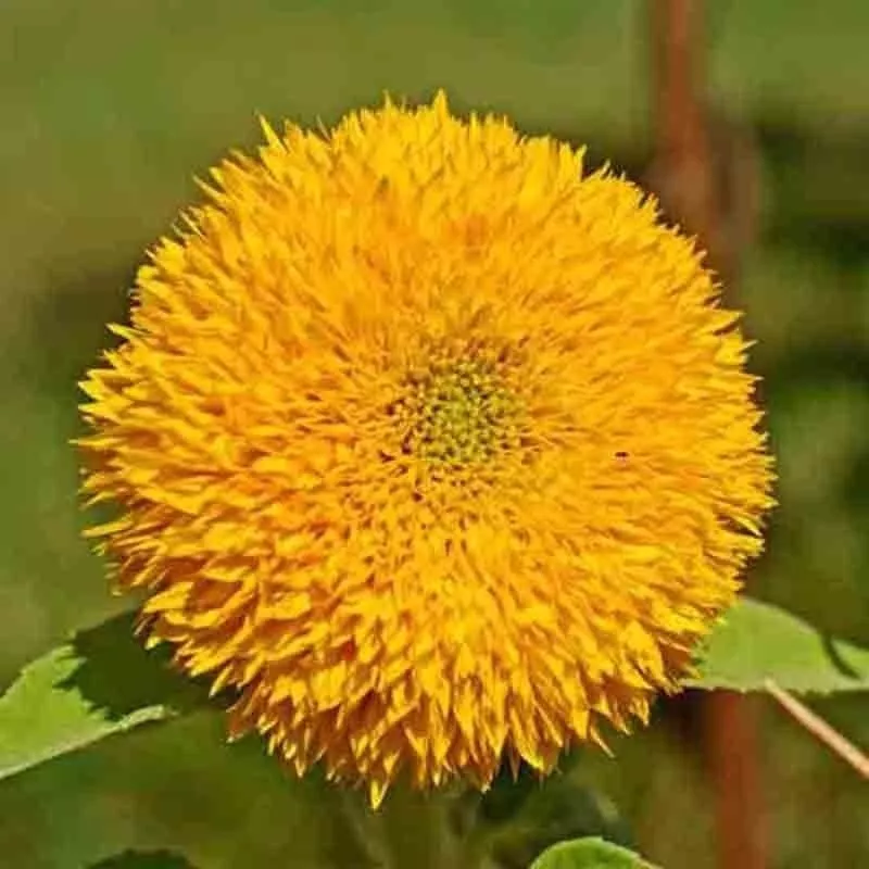 Semilir Double Tall Teddy Sunflower Spring Non-Gmo Giant 50 Seeds - £7.78 GBP