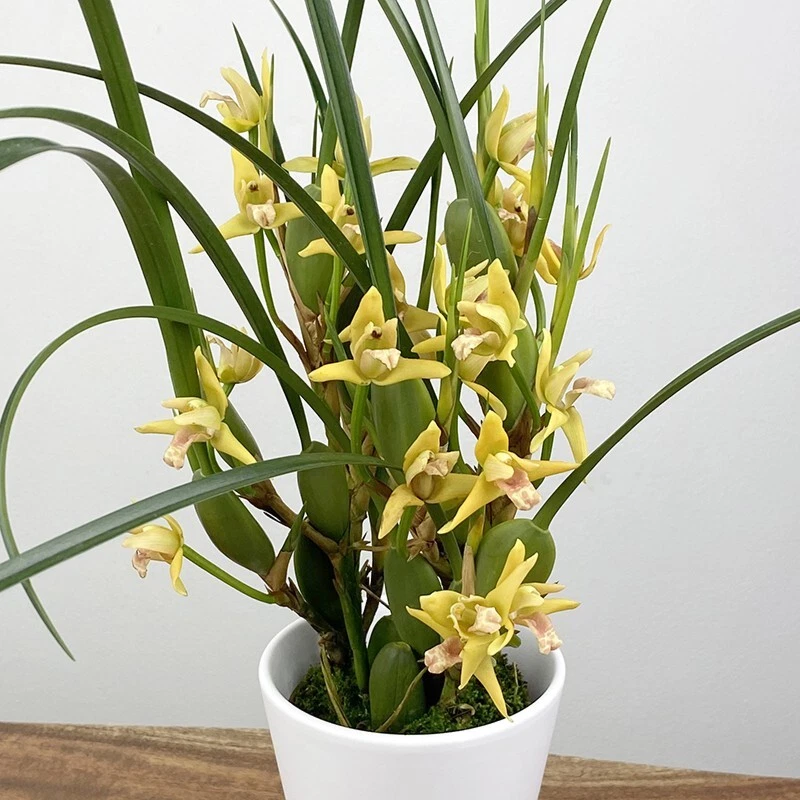 15+ Seeds Yellow Coconut Orchid  house plant  garden flowers - $6.94