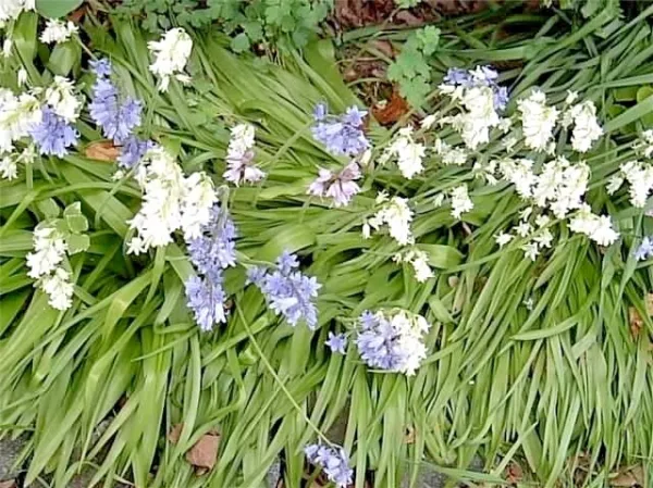 50 Wood Hyacinth Seeds Spanish Bluebell Pretty White Blue Pink Blooms Fresh Seed - £10.55 GBP