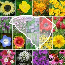FA Store 1000 Seeds Wildflower South Carolina State Flower Mix Perennials Annual - £8.05 GBP