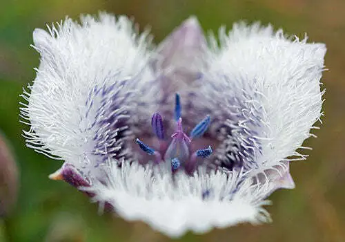 Calochortus Tolmiei Tolmie&#39;S Star Tulip White Pussy Ears 5 Seeds Fresh Garden - £30.03 GBP