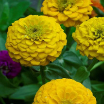 100+ Lilliput Yellow Zinnia Seeds - $8.48