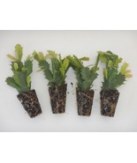 U Pick Any 4 Christmas Cactus/Schlumbergera Truncata Plants~~List of Cho... - $608.97 MXN