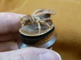 (tb-ins-1-2) tan House Fly Tagua NUT figurine Bali detailed insect carving flies - £34.04 GBP