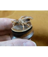 (tb-ins-1-2) tan House Fly Tagua NUT figurine Bali detailed insect carvi... - $59.42 CAD