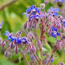 Borage Herb - Seeds - Organic - Non Gmo - Heirloom Seeds – Herb Seeds FRESH - £7.02 GBP