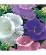 50 Double Mix Heirloom Campanula Canterbury Bells Perennial Flower Seeds... - $343.16 MXN