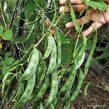 30 Seeds Heirloom &#39;Jinke&#39; Green Hyacinth Bean Organic - $10.83