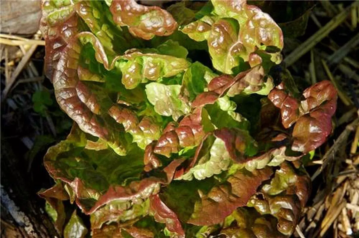 500 Fresh Seeds Bronze Mignonette Butterhead Lettuce - $9.69