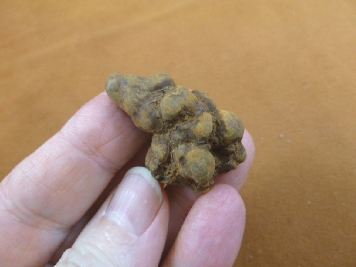 Primary image for (PP446-14) 1" Genuine Fossil TURTLE POOP Coprolite DUNG WEIRD WA state scat poo