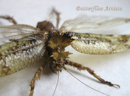 Championica Species Real Spiny Moss Katydid Rarity Framed Entomology Sha... - £95.11 GBP