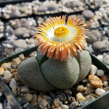 USA SELLER 20Pcs Pleiospilos Nelii Succulents Seeds Fresh Seeds - $14.56