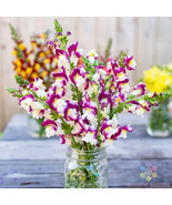 1000 Cherry Twist Snapdragon Seeds New Fast Shipping - $204.88 MXN