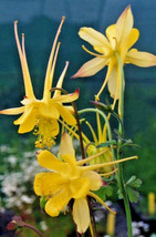 Bright Yellow Columbine 25 Seeds Aquilegia Nice Shade Flowers Grower Fresh Garde - £10.77 GBP