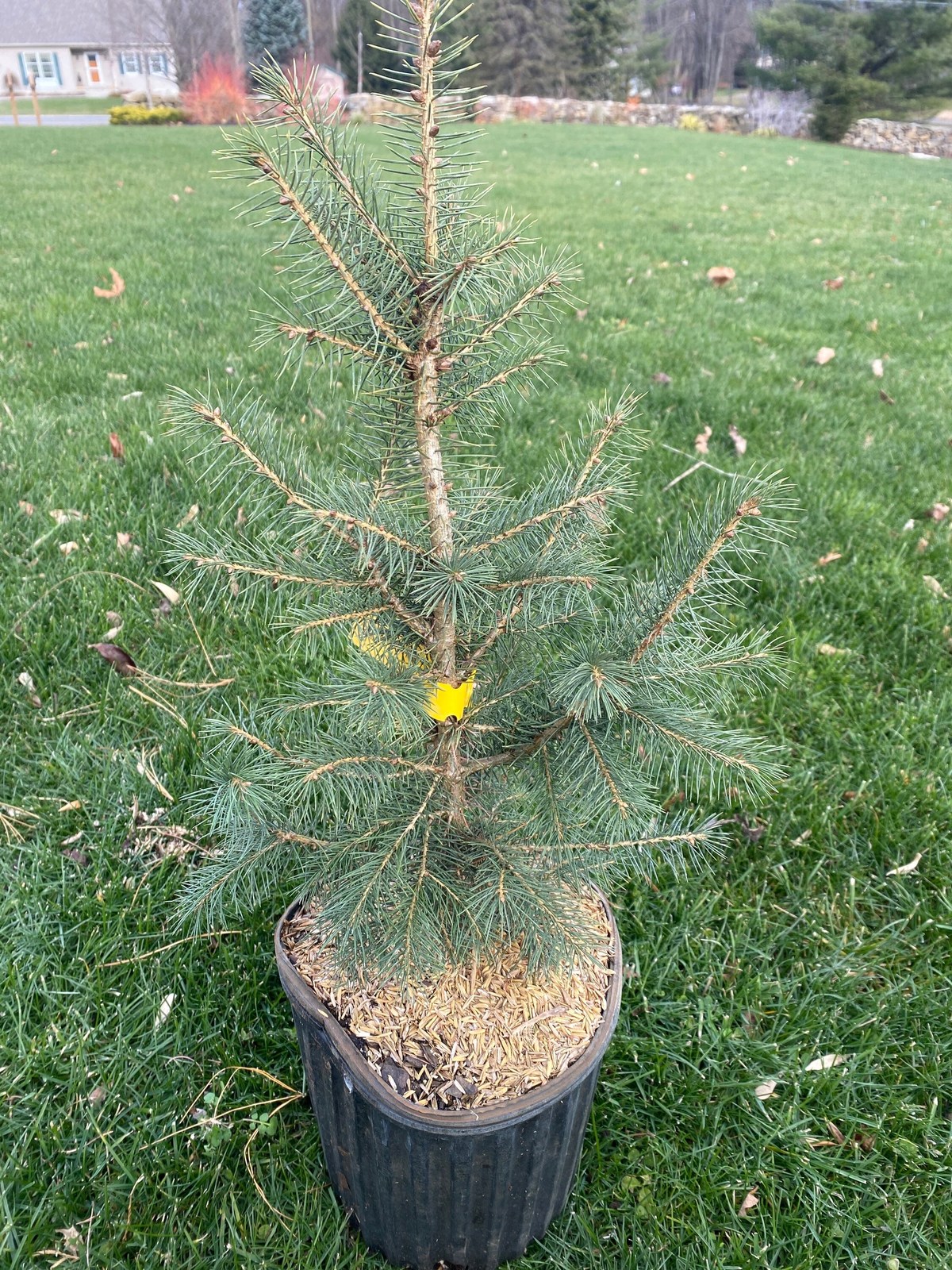 picea-schrenkiana-live-plant-18-tall-1-gallon-pot-other-home