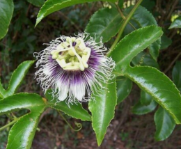 20 Pc Seeds Yellow Passionfruit Plant, Passiflora Edulis Seeds for Planting | RK - £16.40 GBP