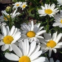 50 Chrysanthemum Shasta Daisy Perennial Flower Seeds / Deer Resistant/ Gift - $14.20