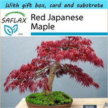 SAFLAX Gift Set - Bonsai - Red Japanese Maple - Acer - 20 seeds  - £6.44 GBP