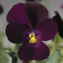 US Seller Viola Seeds Viola Endurio Pure Violet 50 Flower Seeds Fast Shipping - £18.68 GBP