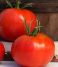 50 Pc Seeds Marglobe Tomato Vegetable Plant, Tomato Seeds for Planting | RK - £13.28 GBP