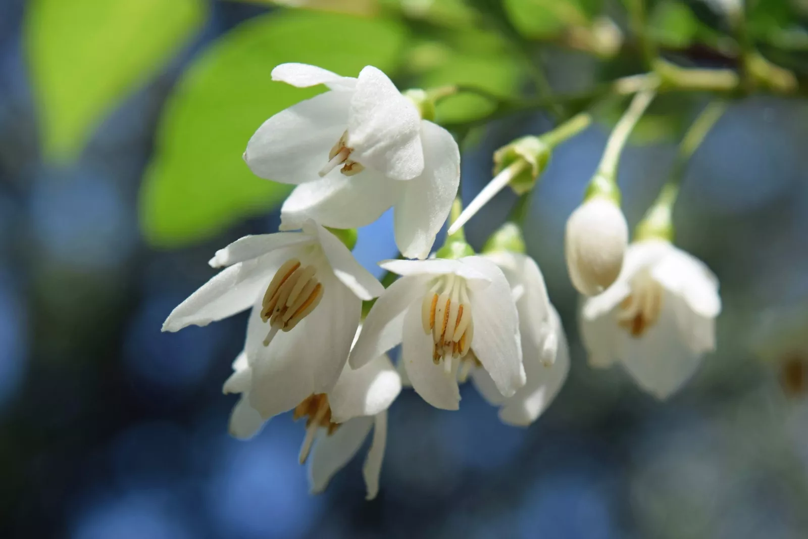 50 WASHINGTON HAWTHORN Crataegus Phaenopyrum Mayflower Shrub Tree Fruit ... - $14.56