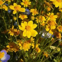 New Fresh Seeds 1500 California Sunshine Goldfields Lasthenia Glabrata Yellow Fl - $14.90