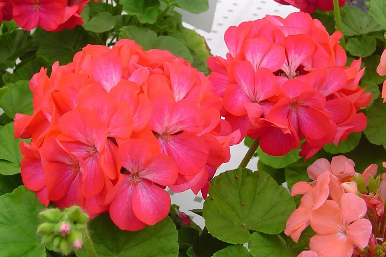 15 Apache Rose Bicolor Geranium Seeds Flower Seeds Easy to grow - £12.54 GBP