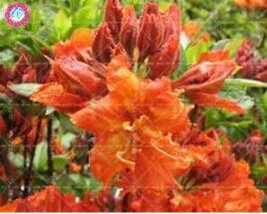 Azalea Rhododendron Simsii Seeds Fire Orange Garden Fresh USA Store - $11.18