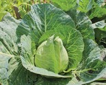250 Wakefield Early Jersey Cabbage Seeds Fast Shipping - $8.99