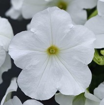 PWO Easy Wave White Trailing Petunia  20 Authentic Seeds - $7.20