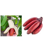 Red banana (Musa Acuminata) /Red Dacca/ live fruit tree - $112.13 CAD