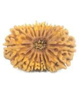 Rare Super Collector 16 Mukhi Rudraksha - Nepal - 34.07 mm - IGL Certified - €2.133,00 EUR