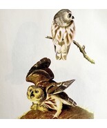 Saw Whet Owl Bird Lithograph 1950 Audubon Antique Art Print DWP6B - $42.03 CAD