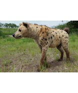 Spotted Hyena Soft Toy - Handmade Stuffed Animal Replica - $3,635.00