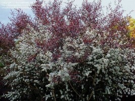 Leptospermum Copper Glow Tea Tree Seeds Garden Fresh USA Shipping - $13.97