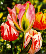 Brett Livingstone Strong &quot;Tulip&quot;   limited signed Serigraph ~~ PRICE DROP - $1,650.00